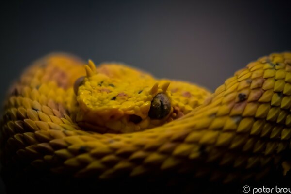 Charming bright yellow snake on a neutral background