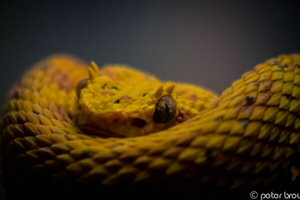 Чарівна яскраво-жовта змія на нейтральному тлі