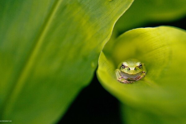 Grenouille cachée dans la feuille de la plante de quelqu un