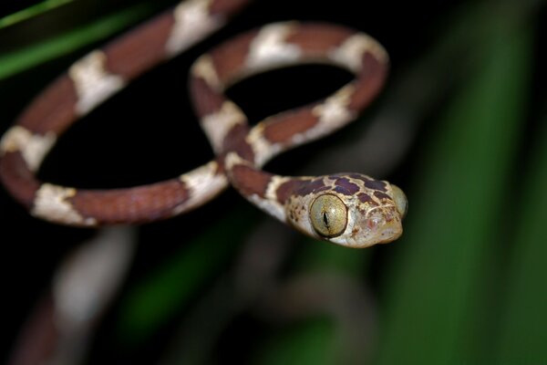 A long thin snake with big eyes