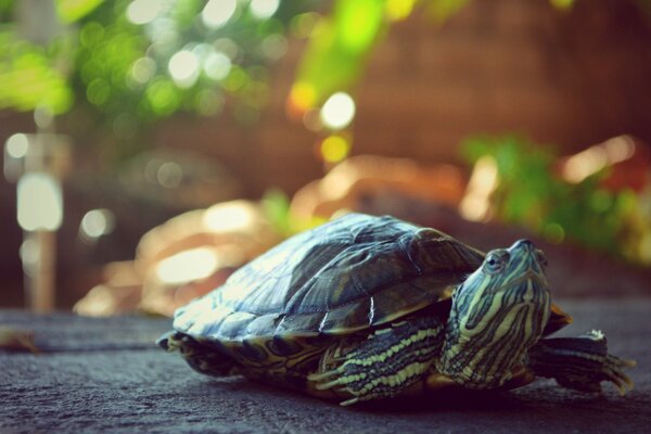 Turtle shell blurred background greenery