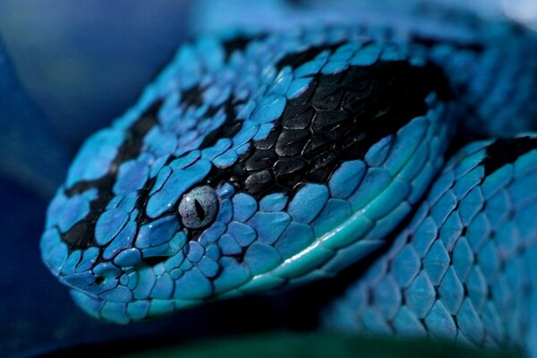 Scaly snake close-up