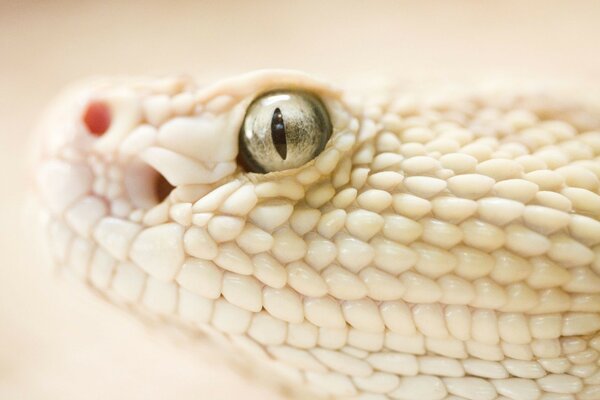 Beau serpent blanc sur fond clair