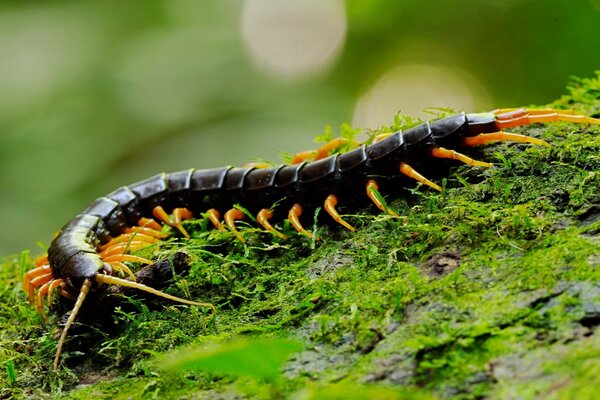 Centipede noir gros plan