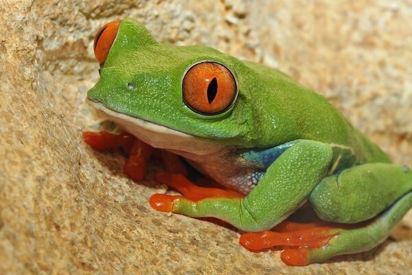 Green frog with orange eyes