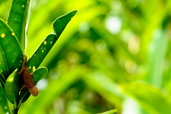 Nature small gecko green leaves shrub