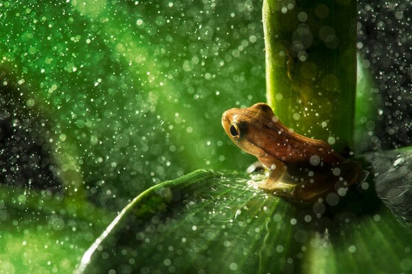 Monotonous desktop wallpaper toad on the foliage