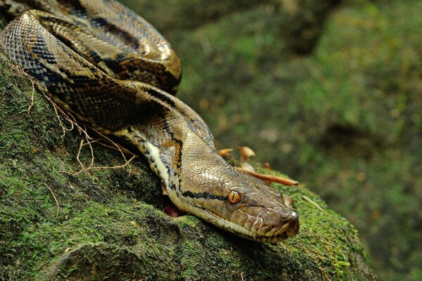 Serpent rampant dans la nature