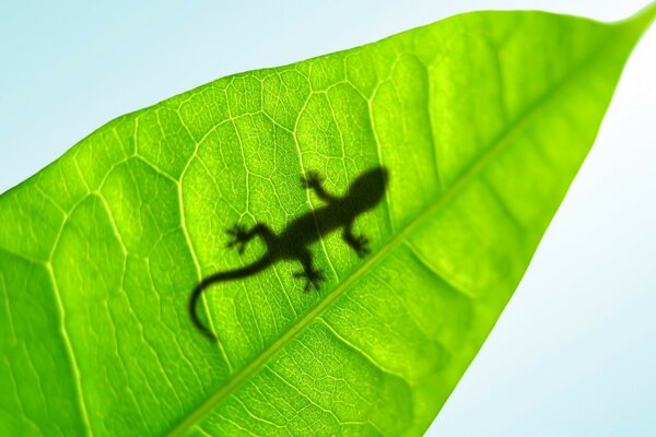 Reptile. Lézard sur une feuille verte