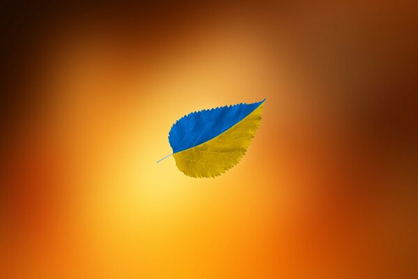 A leaf of two colors on an orange background