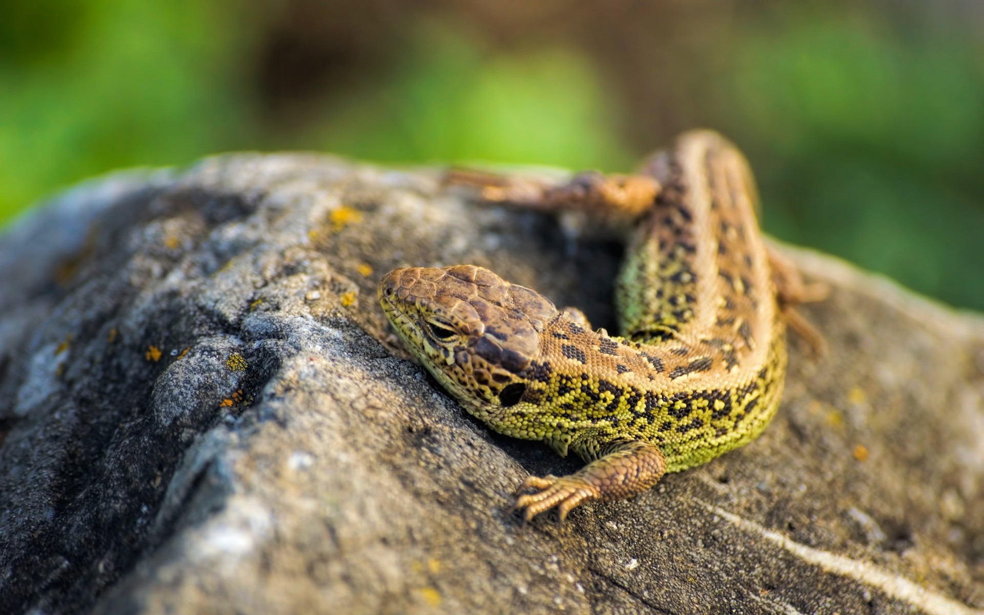 reptiles et grenouilles nature gazebo lézard animal à l extérieur la faune sauvage peu