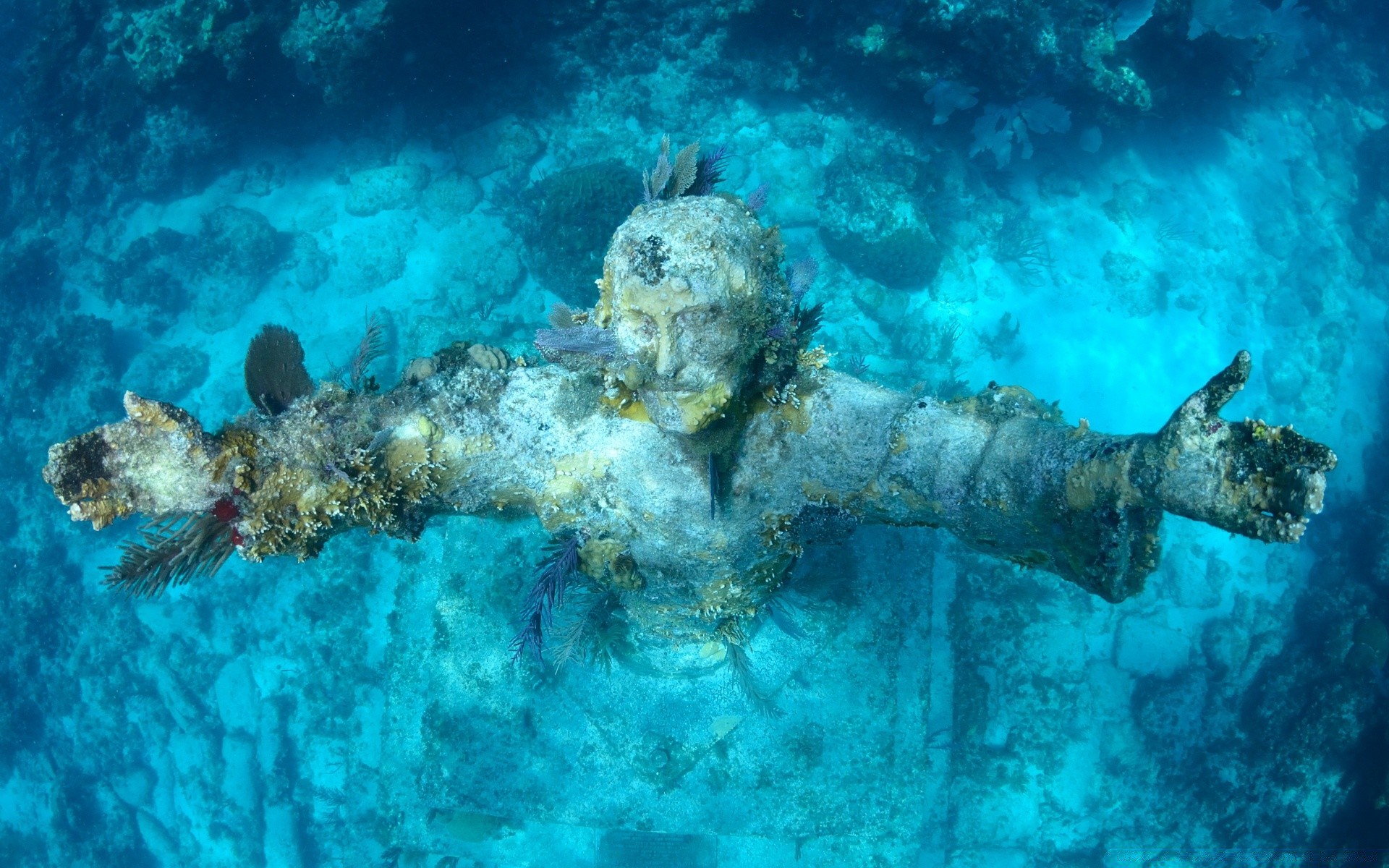 meerestiere unterwasser korallen riff fische meer ozean wasser ökosystem u-boot tauchen umwelt scuba