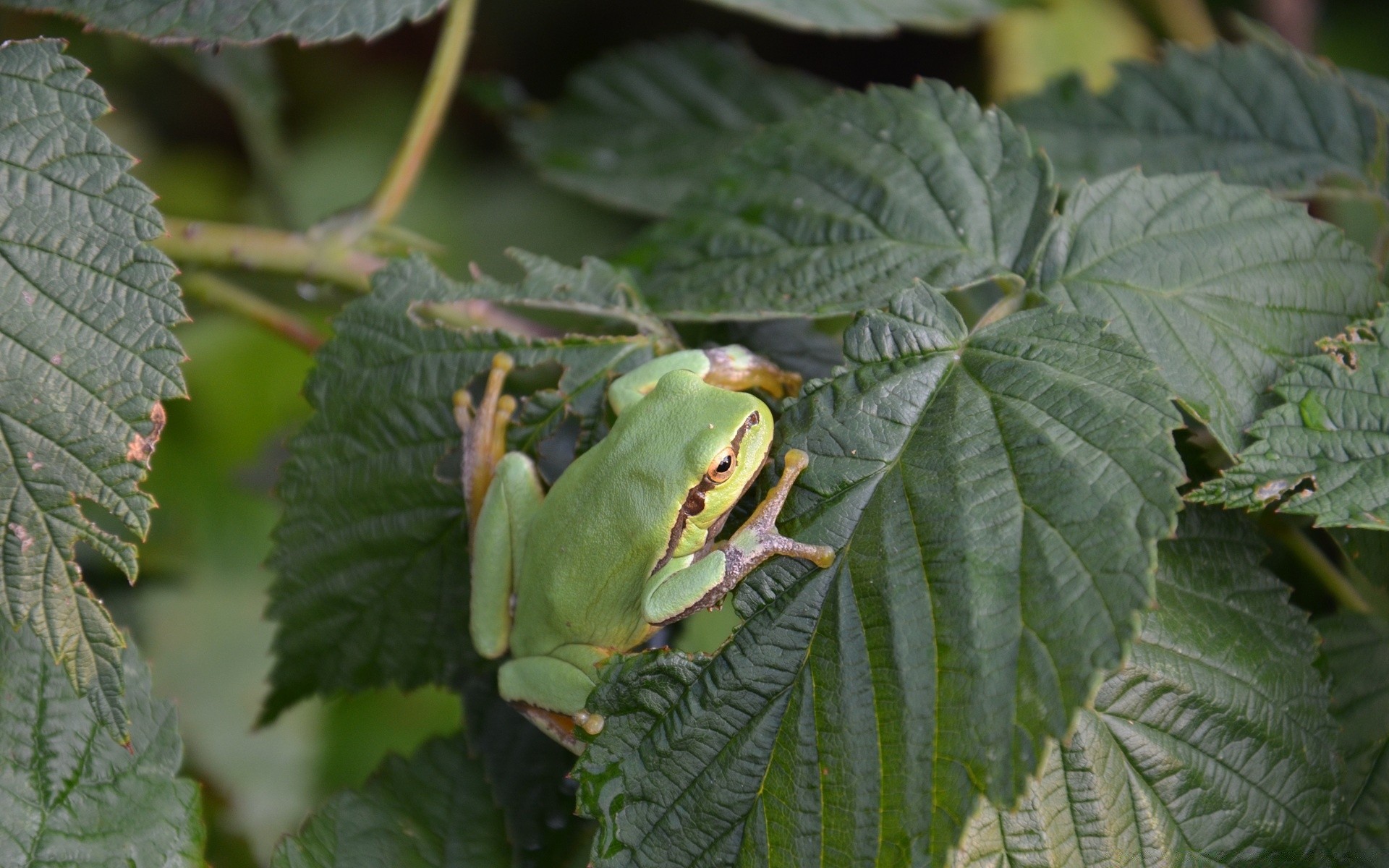 reptilien und frösche blatt frosch natur tierwelt im freien amphibien baum flora medium farbe schließen regen