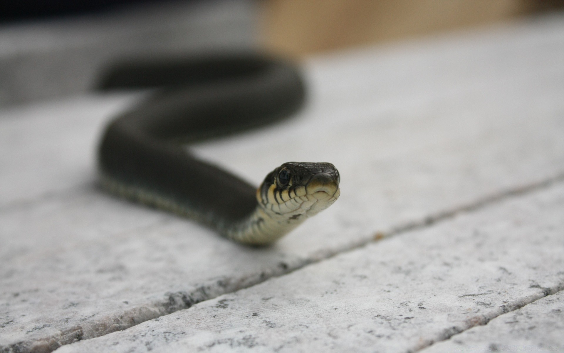 reptiles y ranas serpiente gazoo borrosidad vida silvestre naturaleza solo luz del día animal al aire libre biología