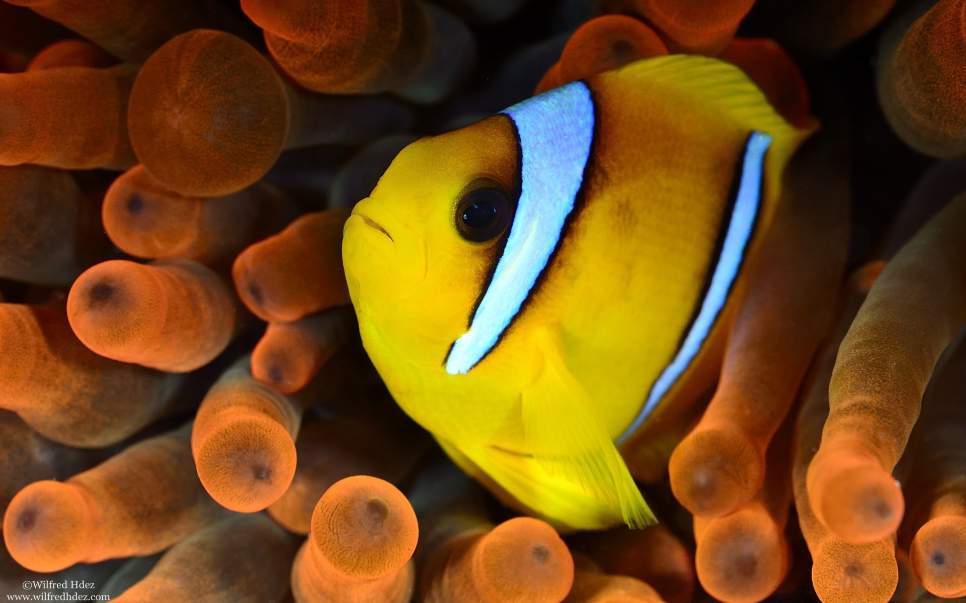 animais marinhos debaixo d água peixes vida selvagem invertebrados aquário natação coral tropical cor água