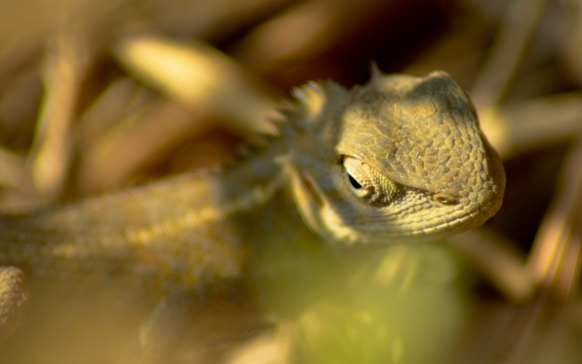 gady i żaby natura zwierzę przyroda gadzina pulpit na zewnątrz zbliżenie