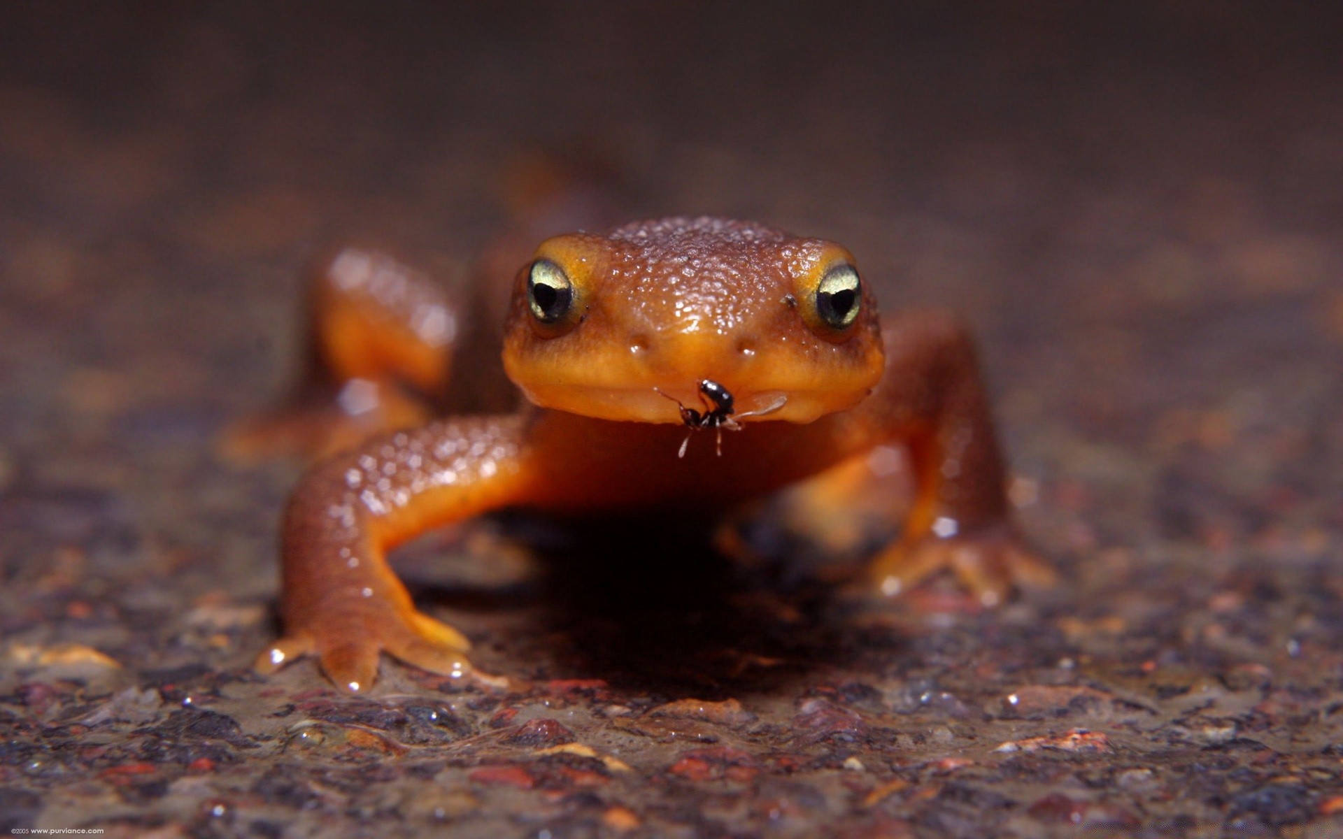 reptiles and frogs frog amphibian wildlife side view reptile invertebrate daylight animal water one nature