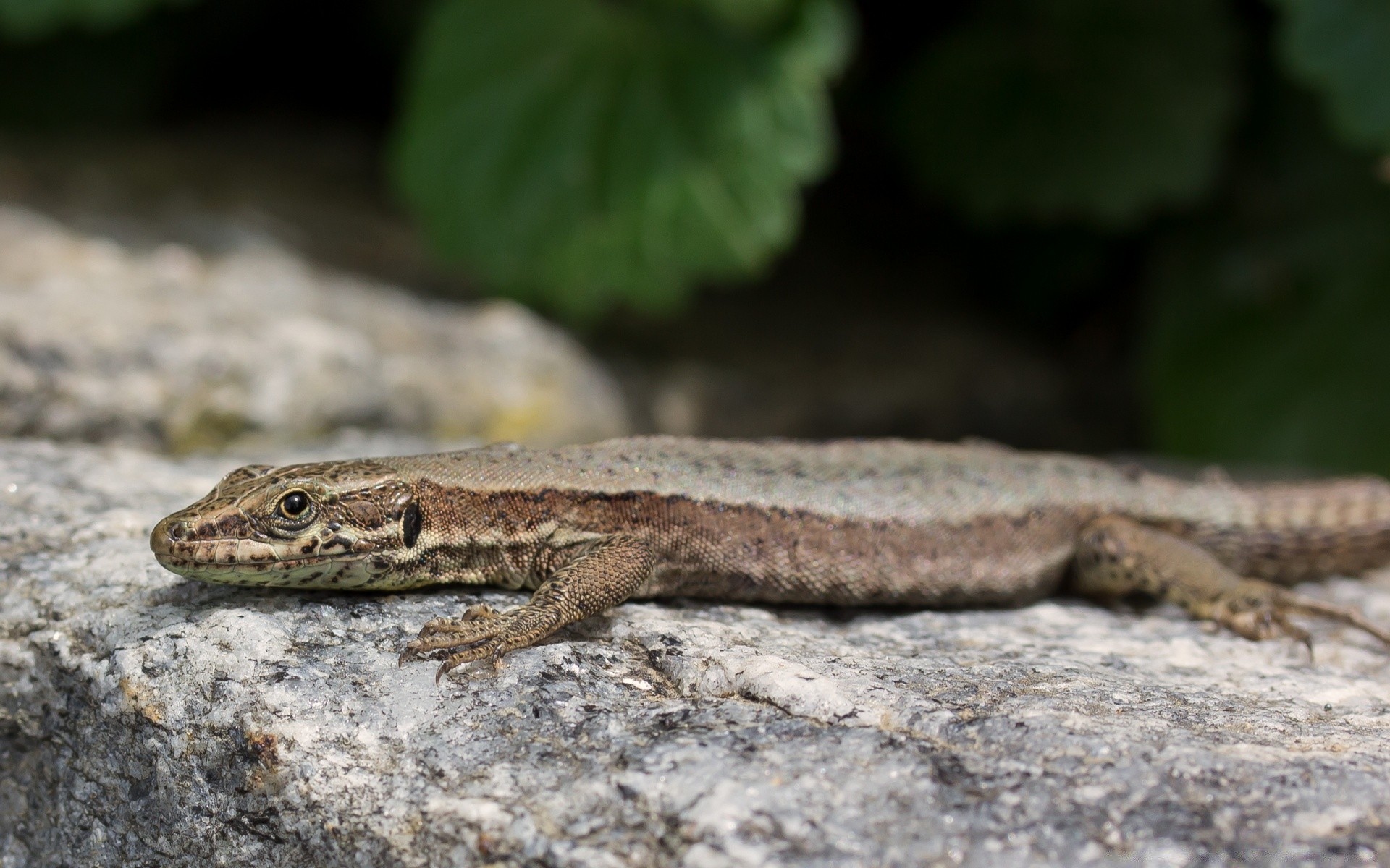 rettili e rane gazoo lucertola fauna selvatica natura animale all aperto selvaggio primo piano pelle singolo serpente esotico geco biologia zoologia scala luce del giorno drago ritratto