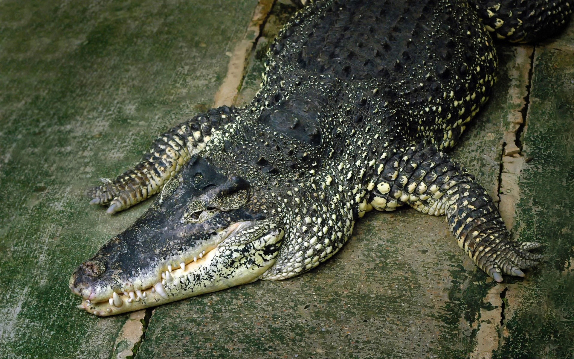 répteis e rãs crocodilo gadget jacaré vida selvagem natureza perigo predador jardim zoológico selvagem dentes animal everglades água tropical retrato parque