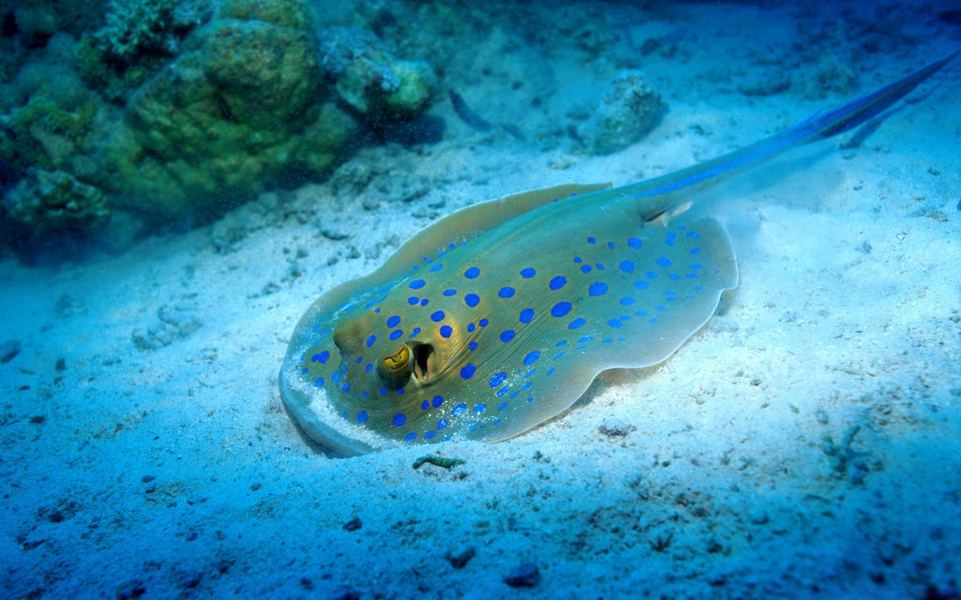 animaux marins sous-marin poissons océan corail mer eau tropical récif invertébrés plongée natation snorkeling voyage nature