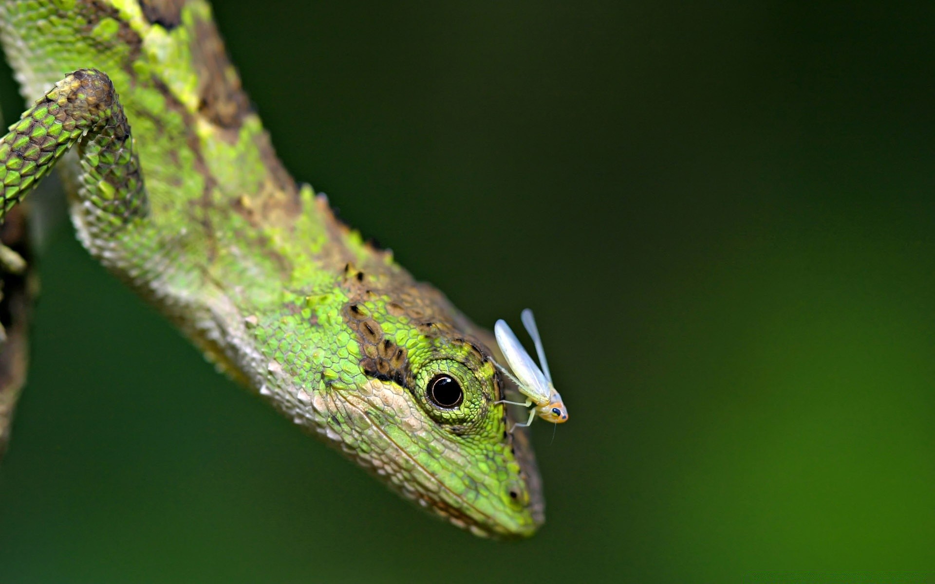 gady i żaby dzika przyroda natura zwierzę gadzina jaszczurka na zewnątrz liść owad drzewo mało kamuflaż drewno dziki kameleon smok widok z boku