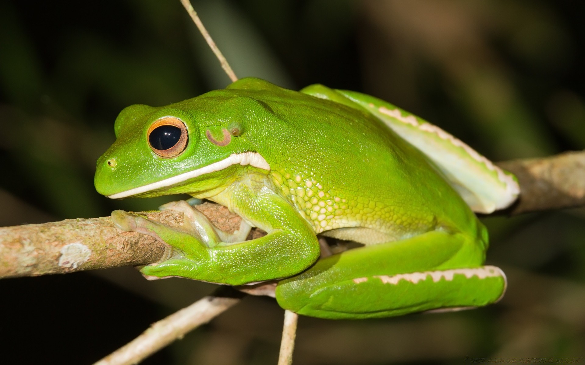 reptiles y ranas rana anfibio vida silvestre hoja selva naturaleza lluvia animal al aire libre tropical hyla info