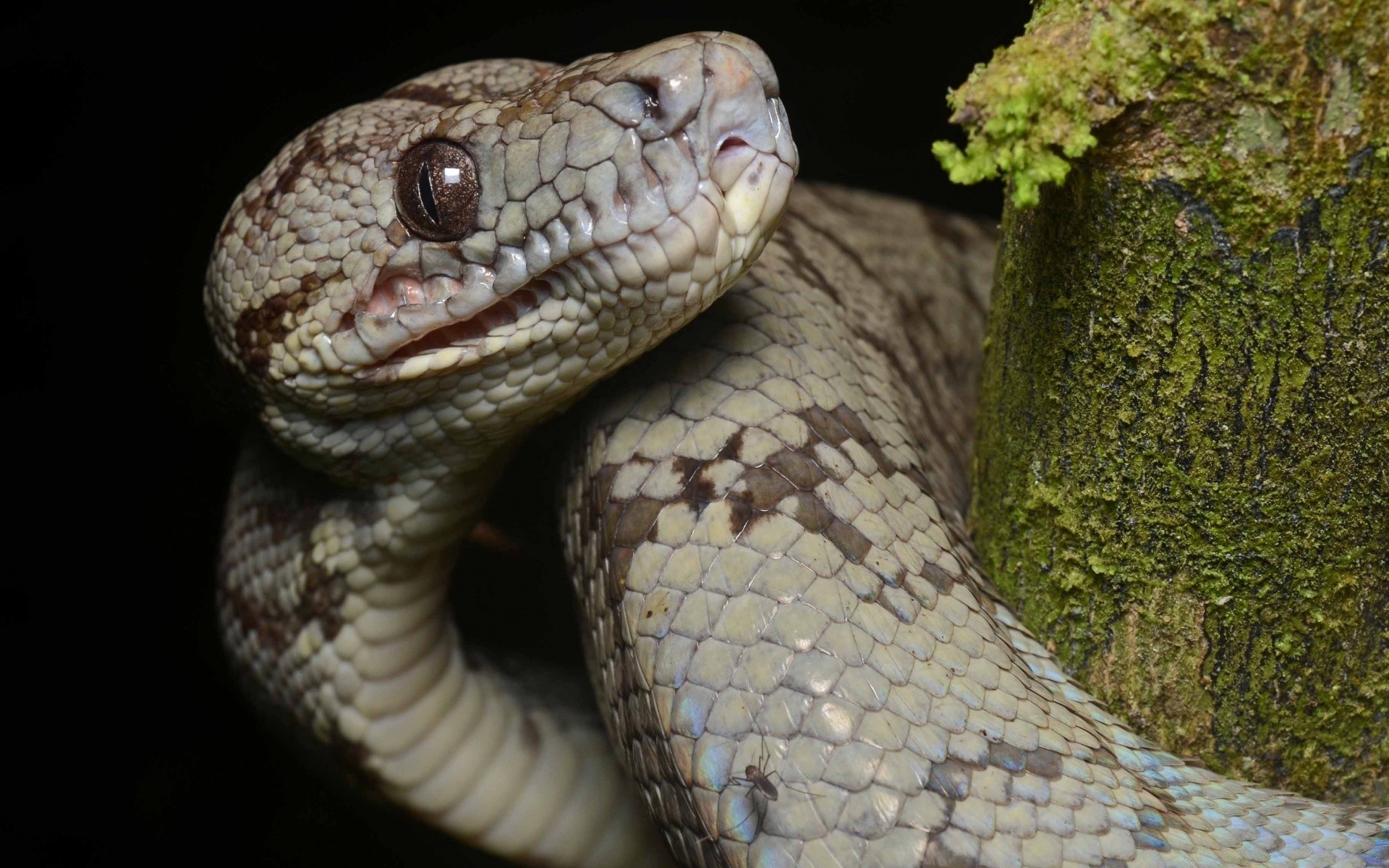 gady i żaby wąż gadzina przyroda boa pyton zwierzę natura jad jad niebezpieczeństwo drapieżnik śmiertelnie zoologia viper egzotyczne agresja skala herpetologia grzechotnik pet