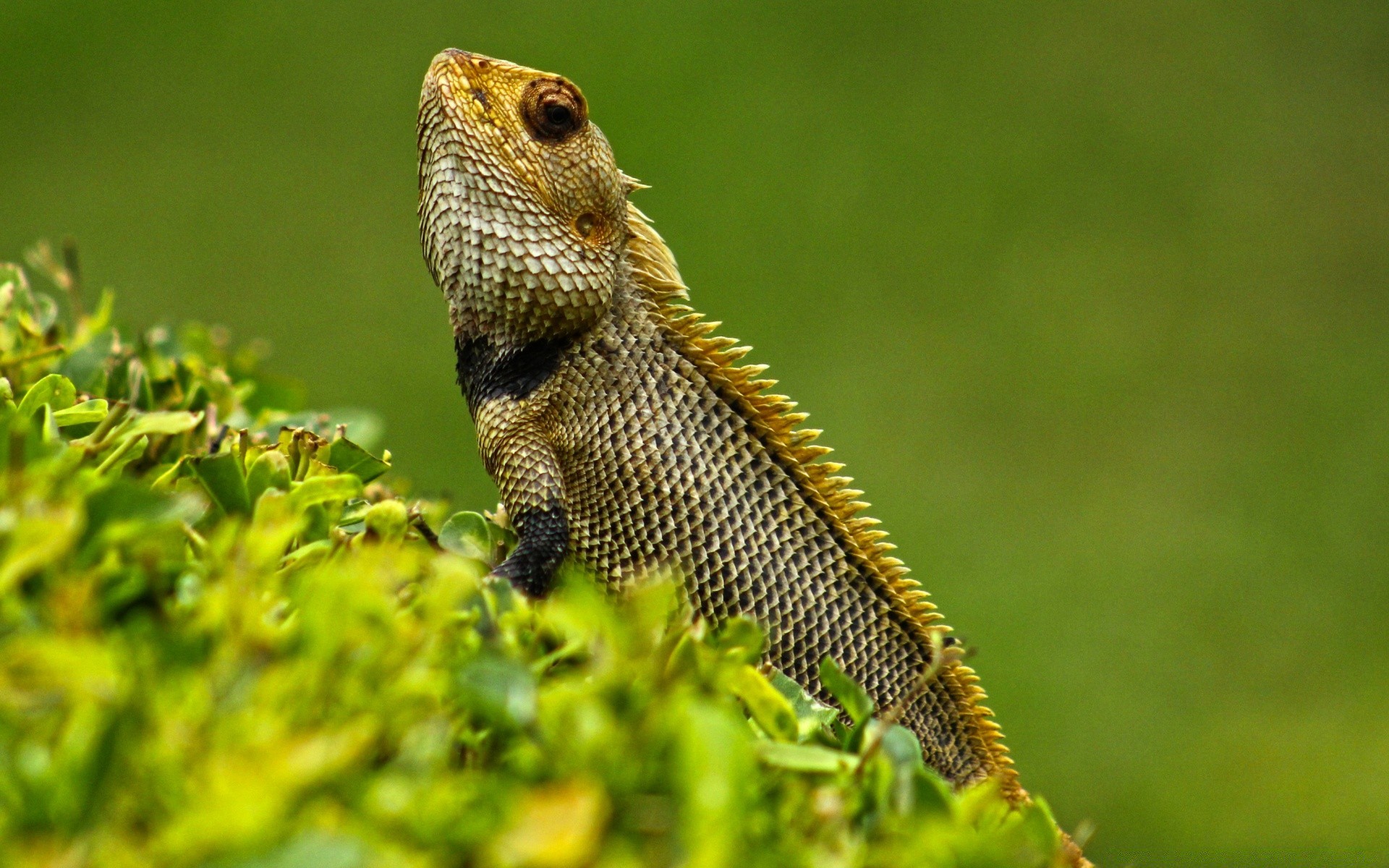 gady i żaby gadzina jaszczurka dzika smok natura zwierzę na zewnątrz kameleon jeden dziki