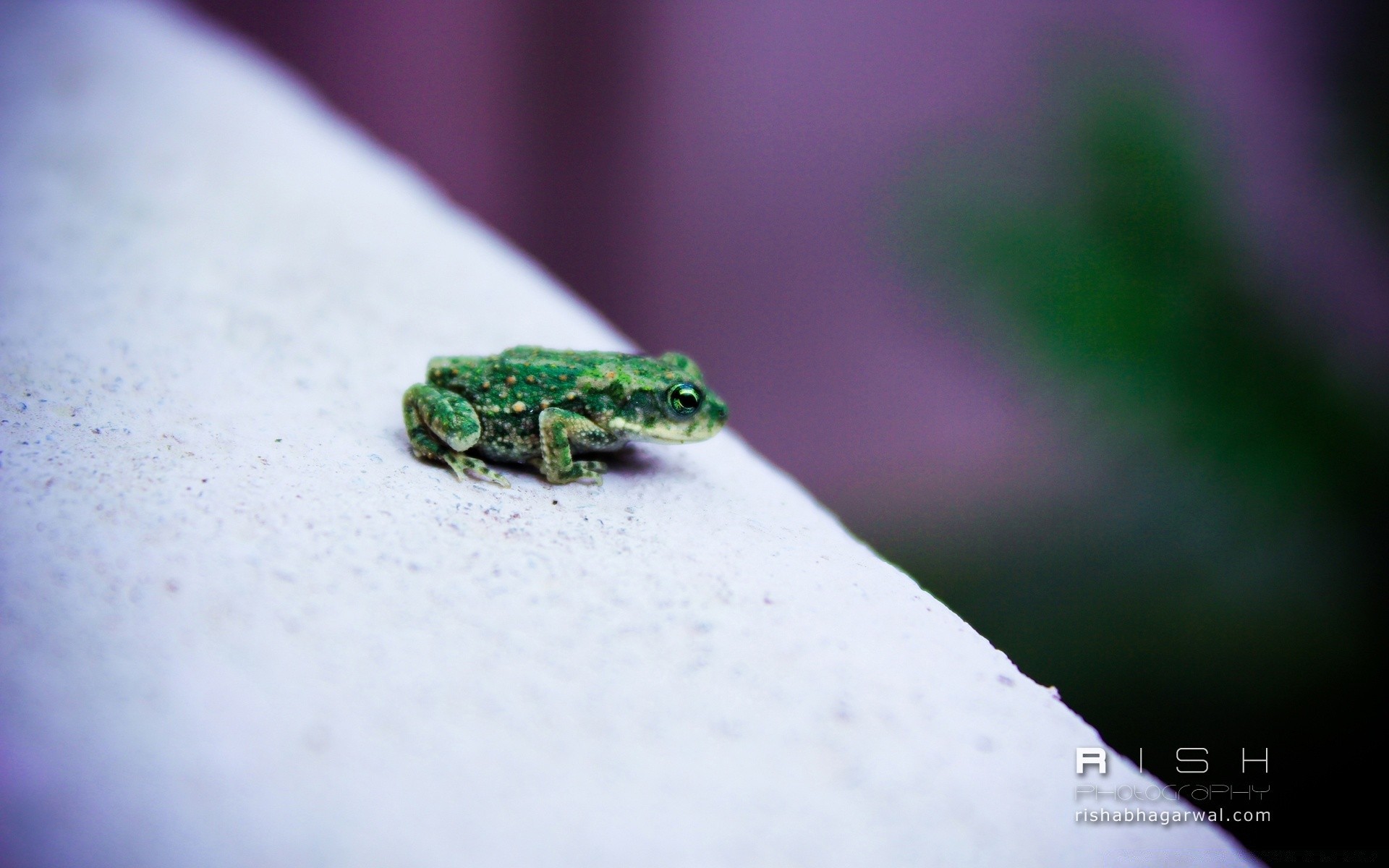 reptiles and frogs frog amphibian wildlife nature outdoors horizontal leaf little ecology blur