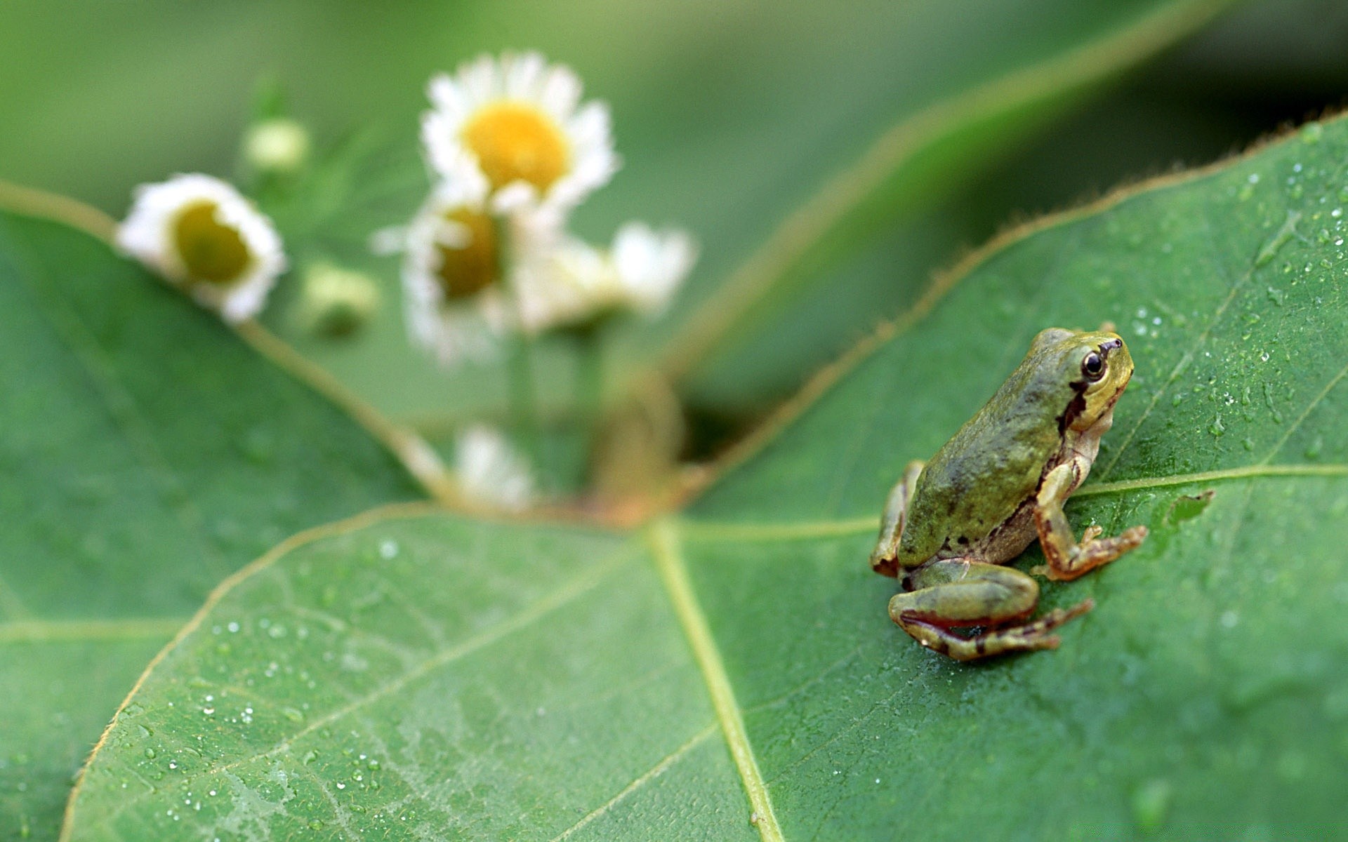 reptiles and frogs frog nature leaf wildlife amphibian outdoors environment animal flora tree little