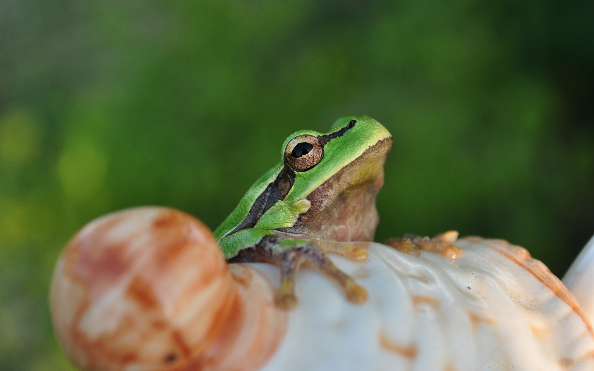 gady i żaby żaba natura dzikie zwierzęta płazy na zewnątrz zwierzę liść