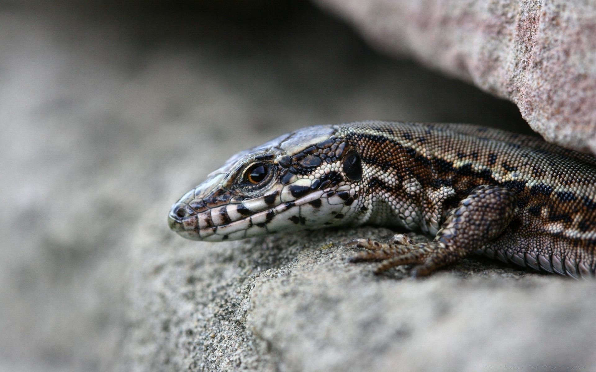 reptilien und frösche gazoo eidechse natur tierwelt ein drache tier im freien schließen