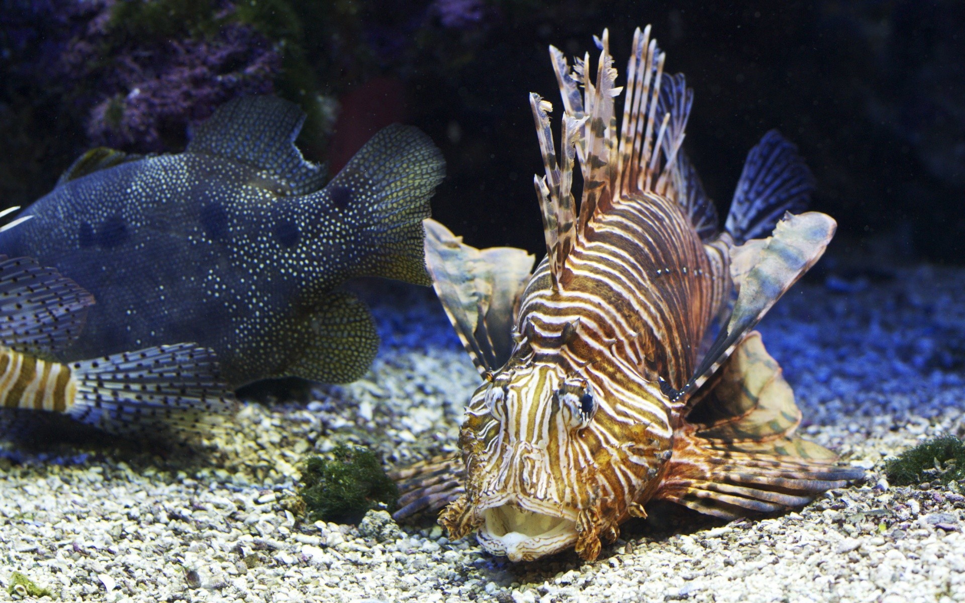 animaux marins sous-marin poissons corail océan mer récif aquarium tropical marine aquatique eau natation eau salée sous-marin la faune plongée nature animal invertébrés