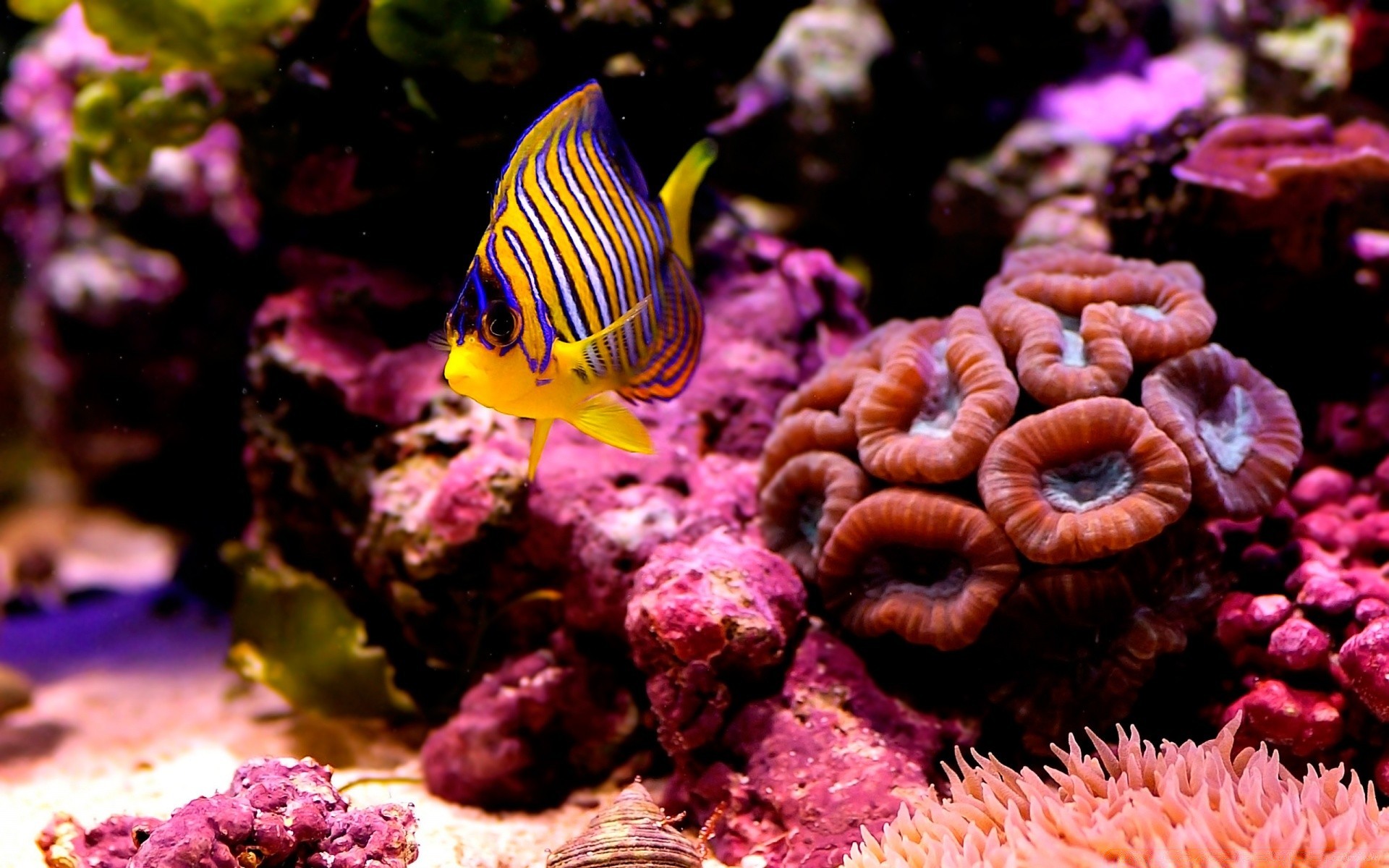 animais marinhos debaixo d água invertebrados coral peixes recife natureza tropical aquário oceano exótico cor mergulho anêmona água mar água salgada vida selvagem fuzileiro naval