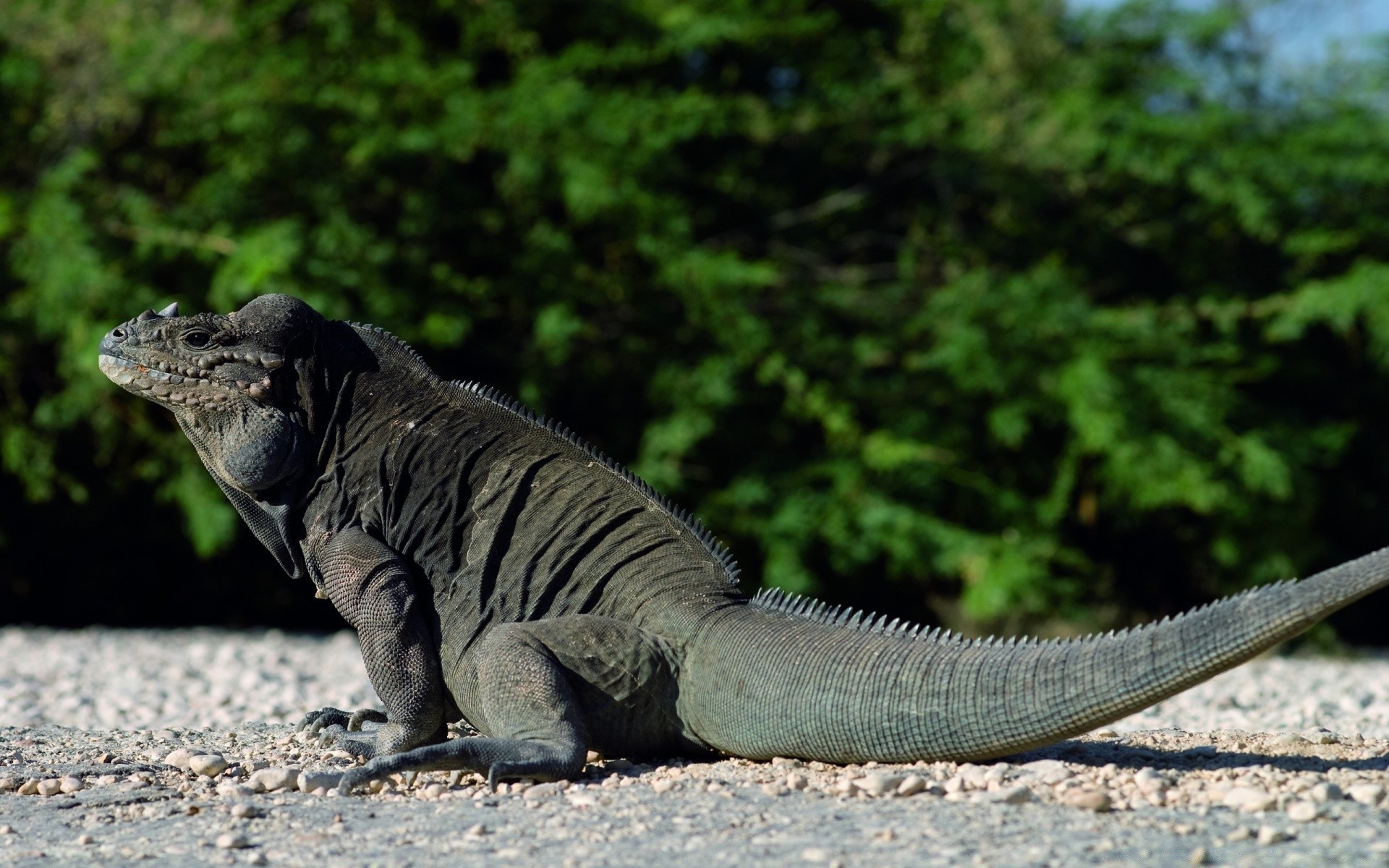 reptilien und frösche natur tierwelt gazoo tier wild eidechse im freien ein holz baum