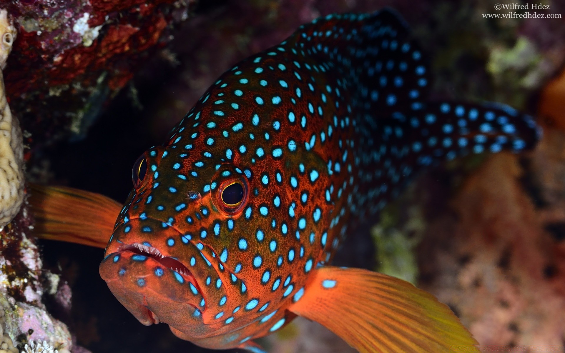 animaux marins sous-marin poissons aquarium faune tropical corail récif exotique natation nature océan mer sous-marin eau profonde aquatique invertébrés plongée animal