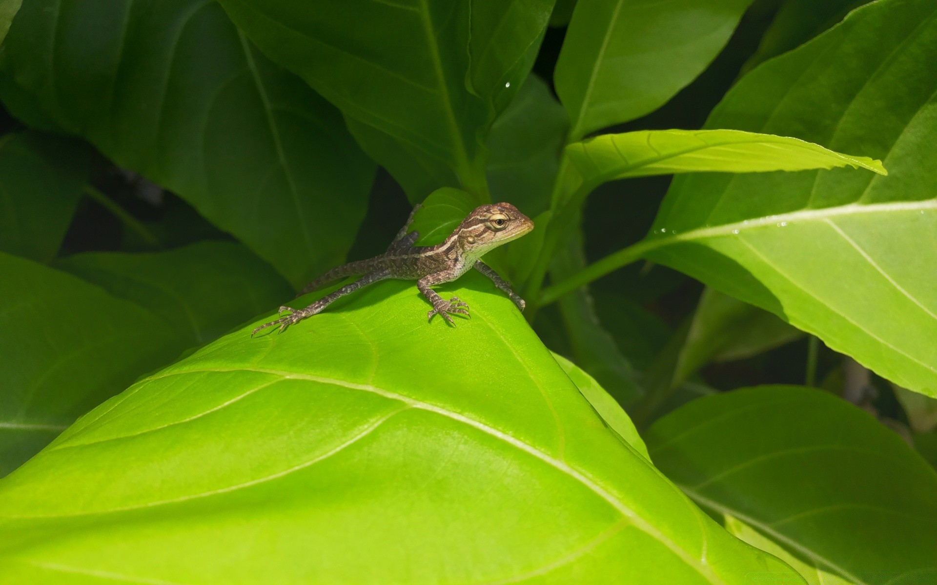 répteis e rãs folha natureza árvore meio ambiente vida selvagem tropical ao ar livre close-up animal floresta tropical pequeno selva flora sozinho réptil cor ecologia lagarto perto