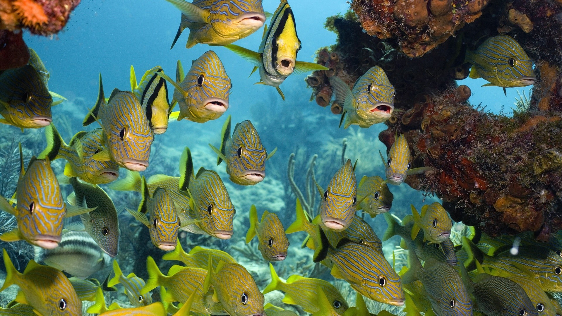 meerestiere fische unterwasser korallen aquarium riff marine ozean wasser meer tief schwimmen wasser tropisch tauchen salzwasser goldfisch scuba schule tier natur