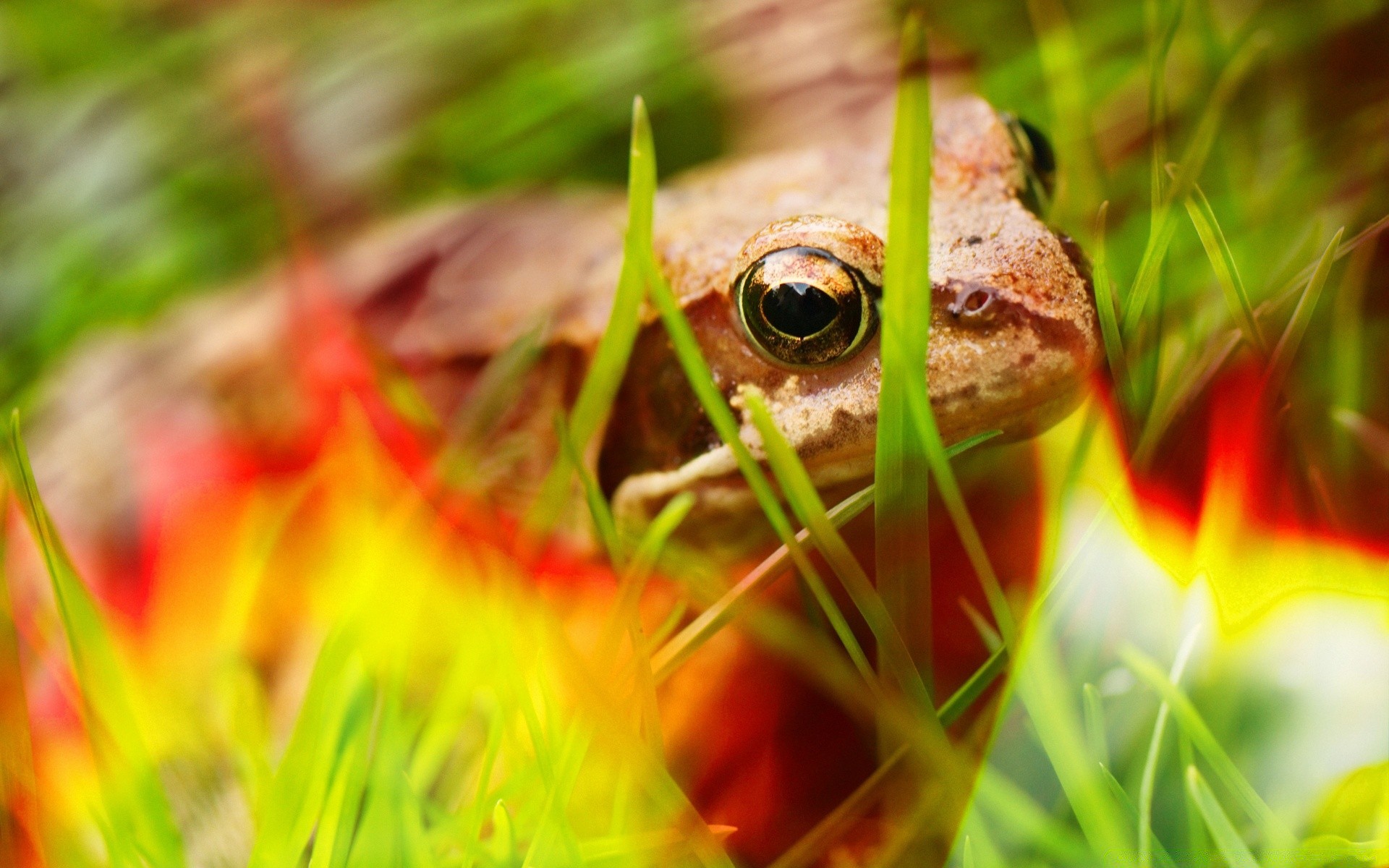 gady i żaby natura trawa lato na zewnątrz zbliżenie kolor jasny liść sezon pulpit