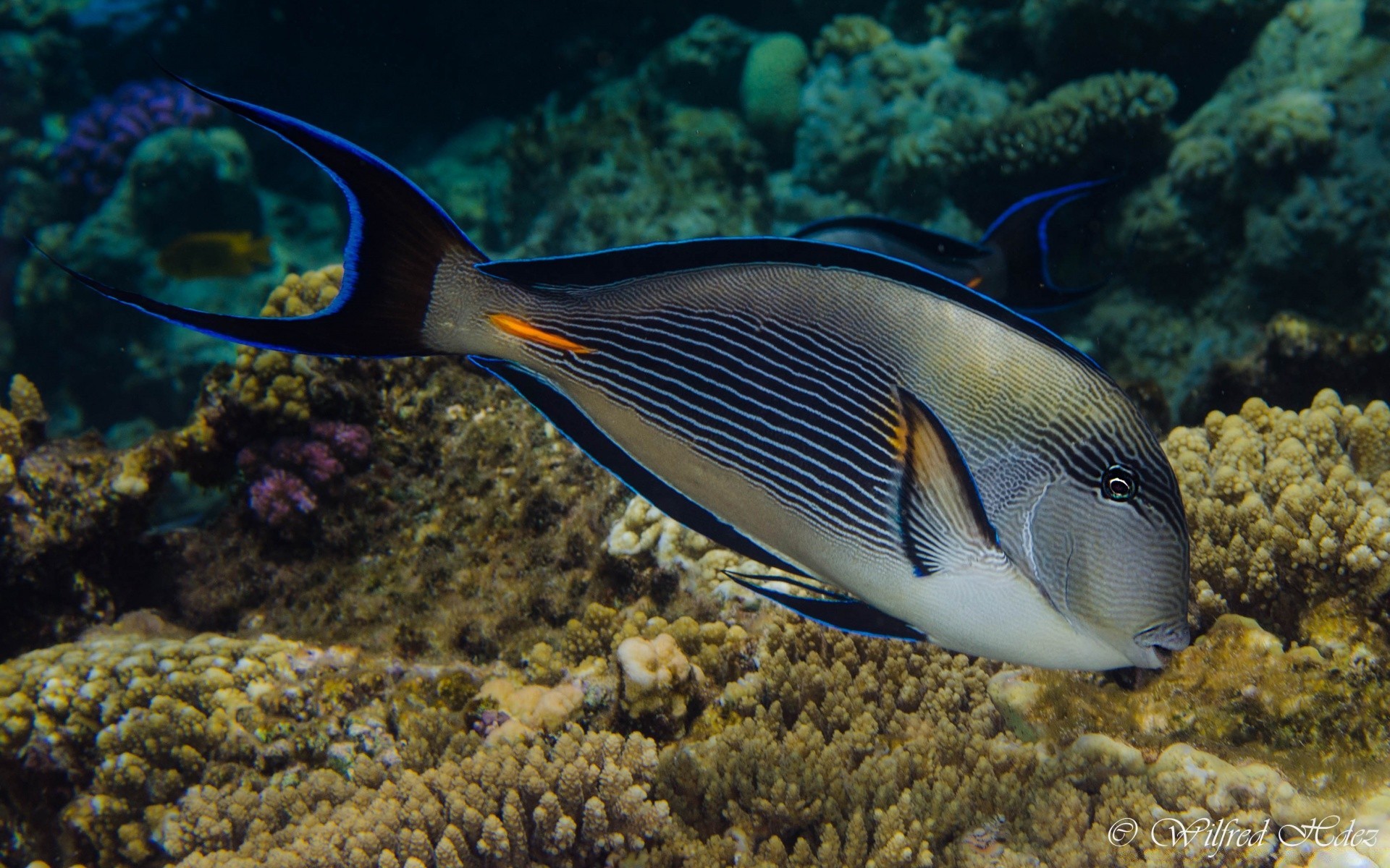 zwierzęta morskie podwodne ryby ocean morze rafa koralowa woda dzika przyroda bezkręgowce nurkowanie pływanie tropikalne morskie natura snorkeling