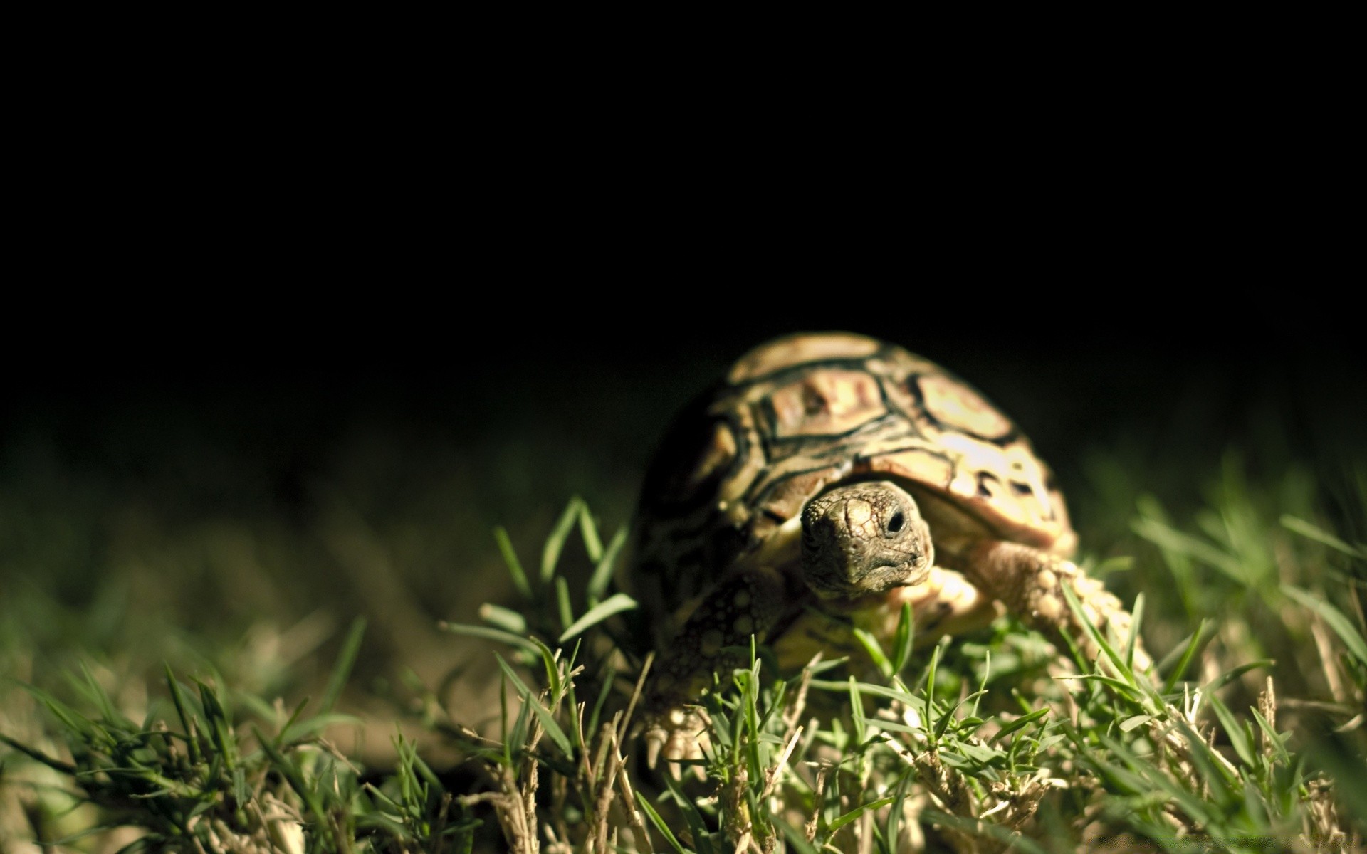 rettili e rane gazoo tartaruga tartaruga lento natura fauna selvatica shell animale uno erba