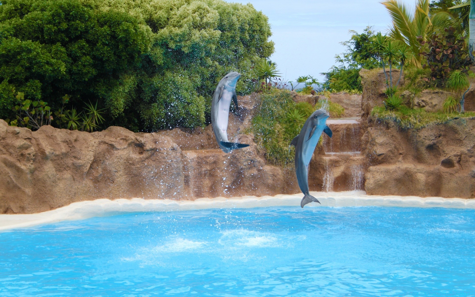 animais marinhos água tropical natação turquesa verão viajar relaxamento férias férias férias piscina idílio exótico praia oceano resort ilha natureza mares sol