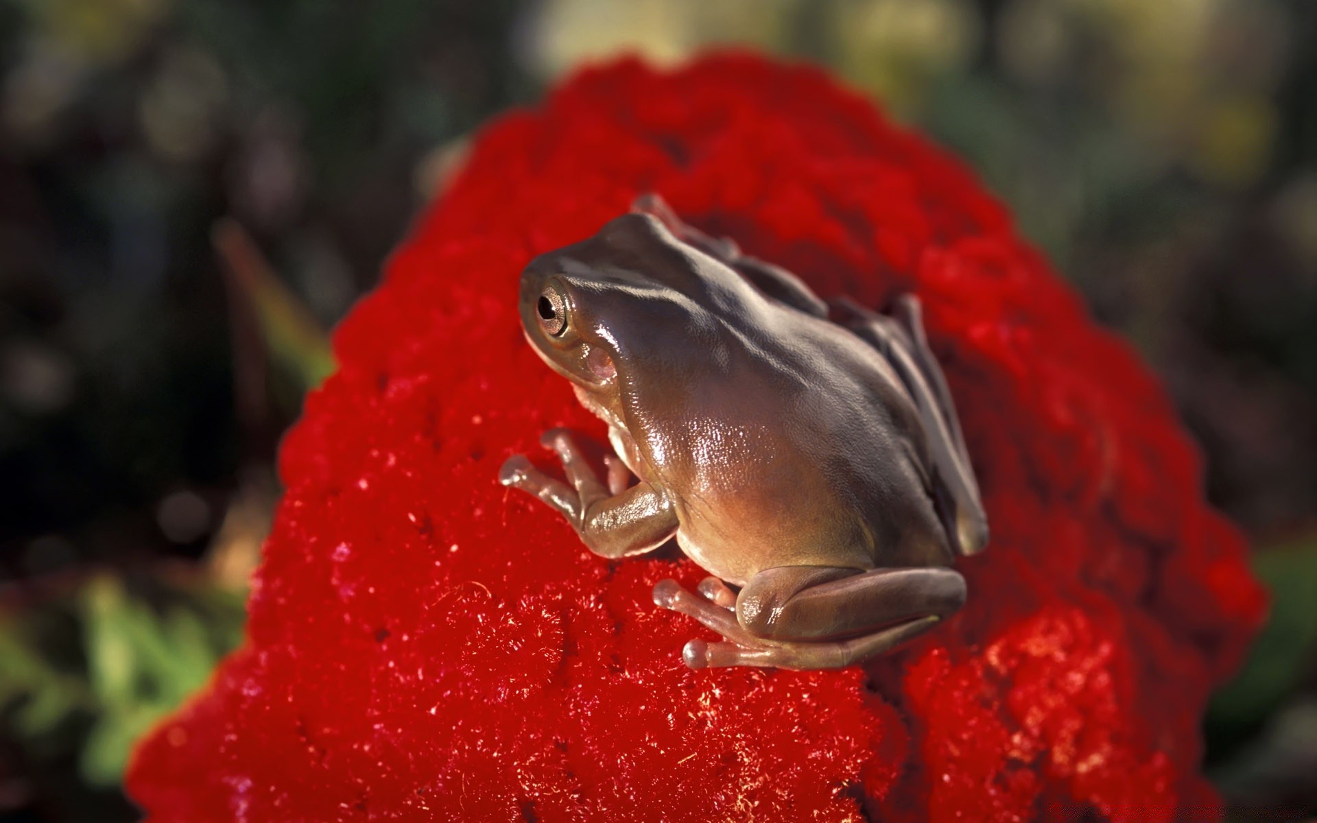 gady i żaby na zewnątrz żaba bezkręgowce natura jeden światło dzienne przyrody