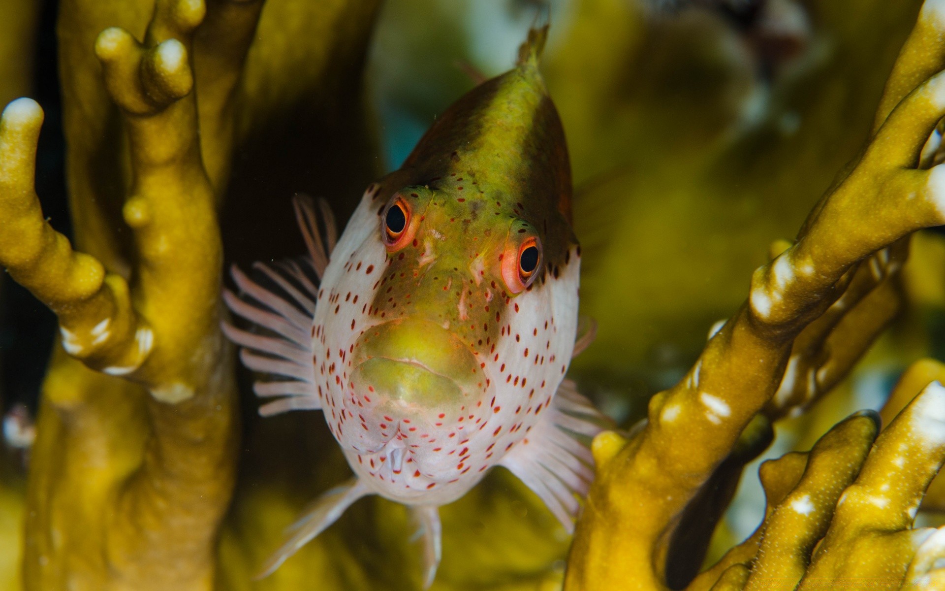 meerestiere fische unterwasser natur meer tropisch ozean farbe wasser