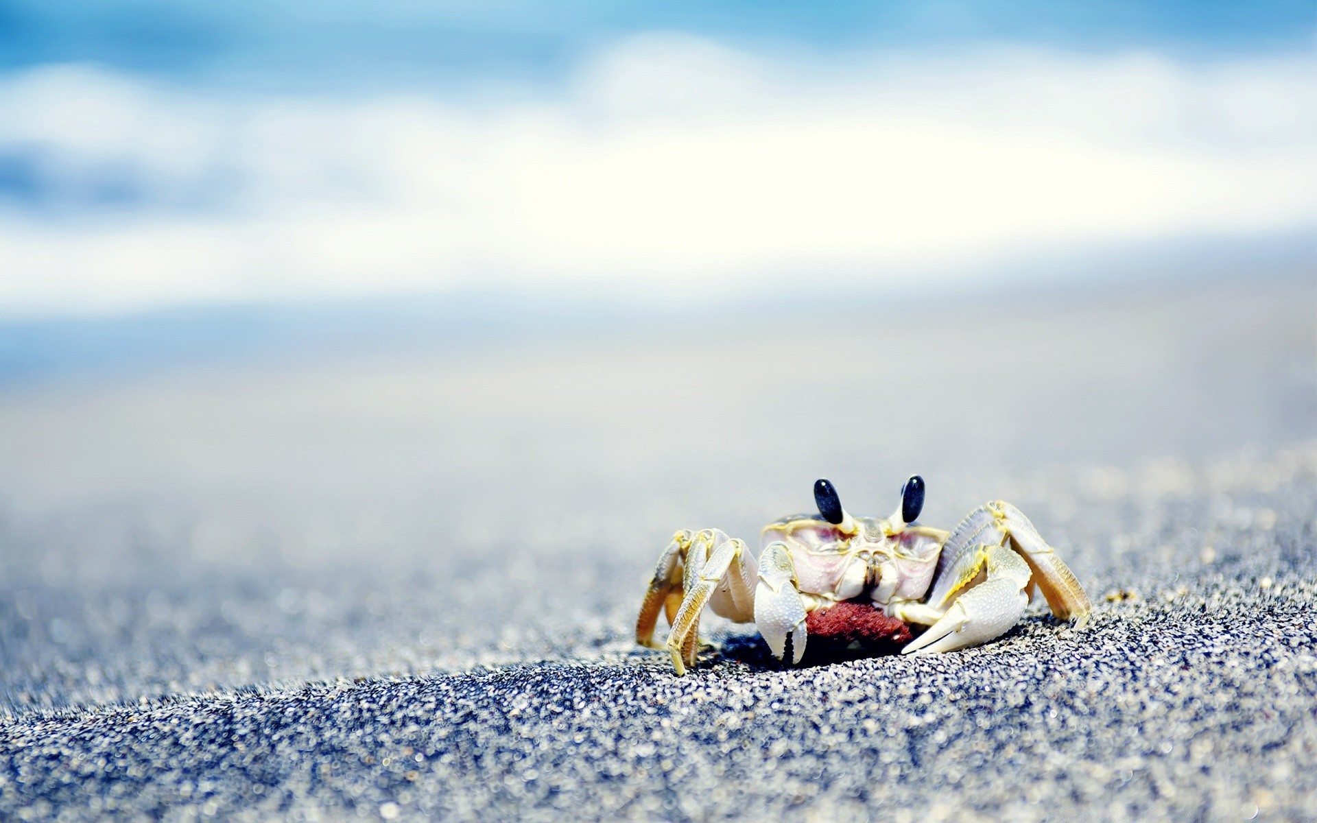 amphibians snow winter beach outdoors nature water travel sea vacation sand cold seashore ocean sky fair weather blur summer