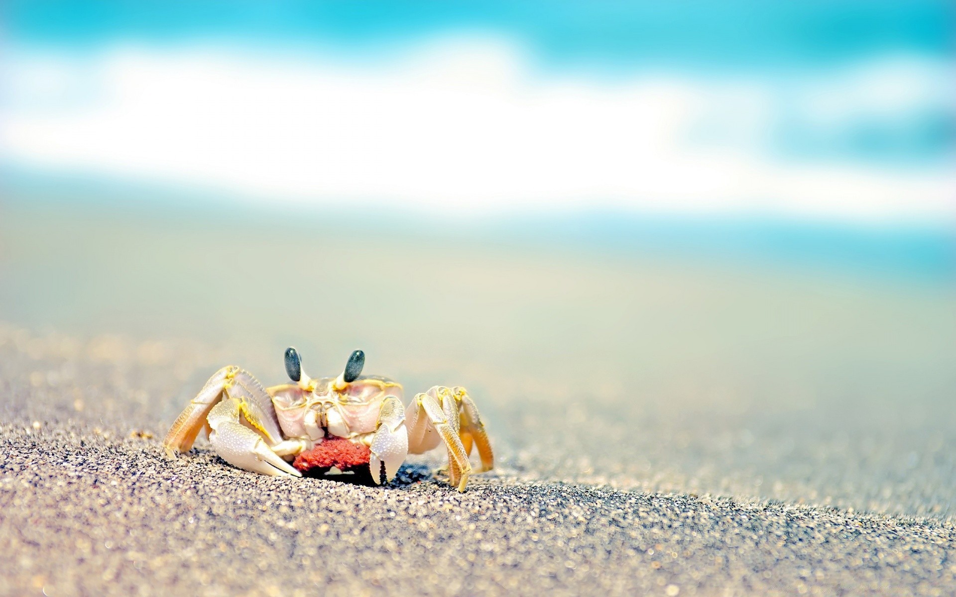 animaux marins plage sable mer mer océan été nature voyage vacances eau ciel beau temps à l extérieur coquillages soleil tropical côte coquille désert