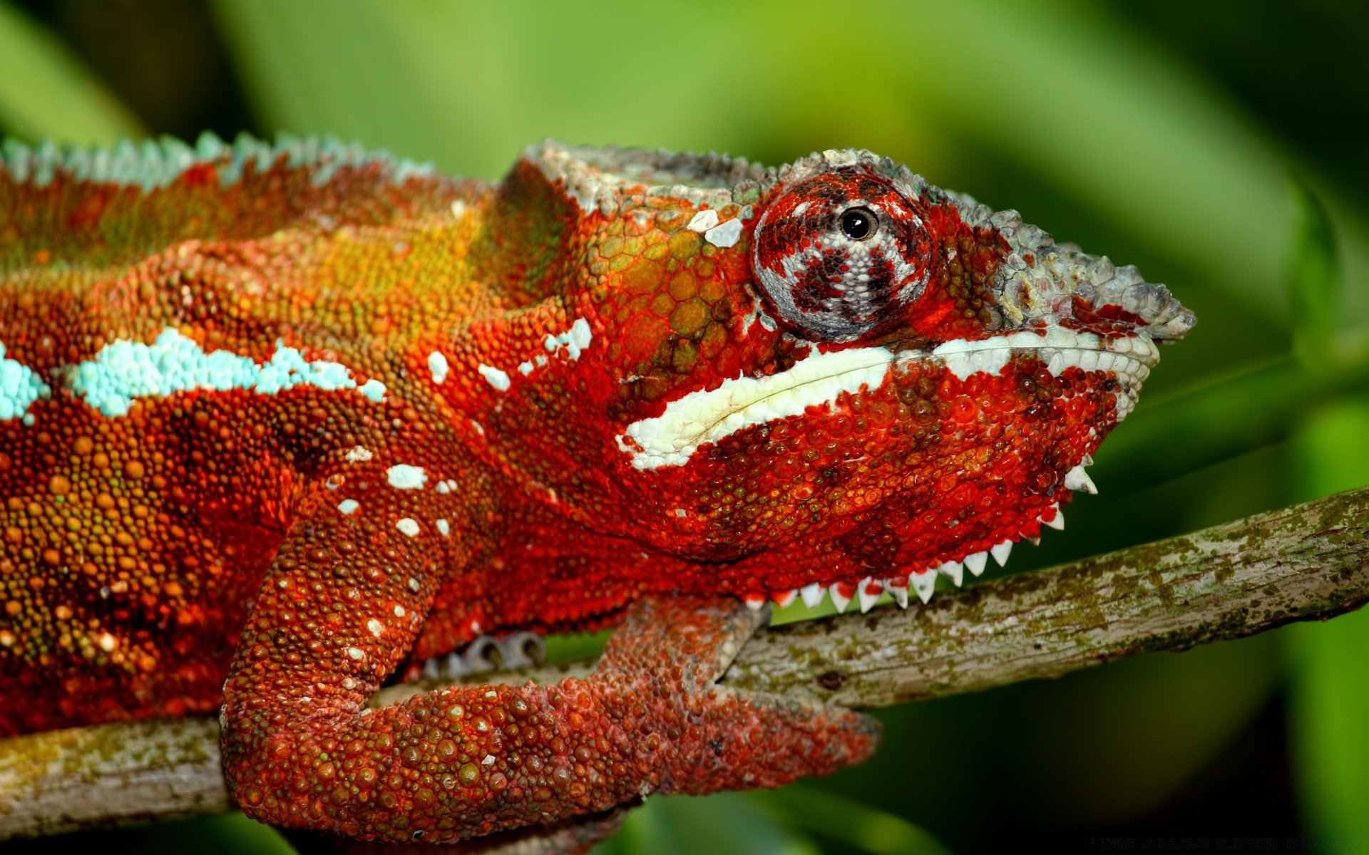 répteis e rãs lagarto vida selvagem lagarto natureza animal ao ar livre árvore invertebrados cobra