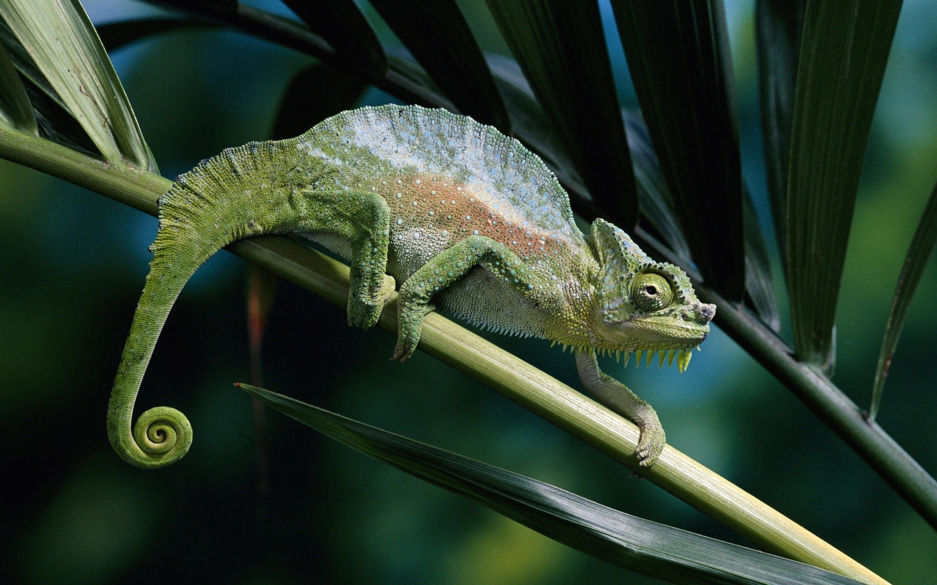 rettili e rane lucertola gazoo fauna selvatica camaleonte drago animale natura singolo all aperto foglia tropicale albero animale domestico foresta pluviale esotico zoo