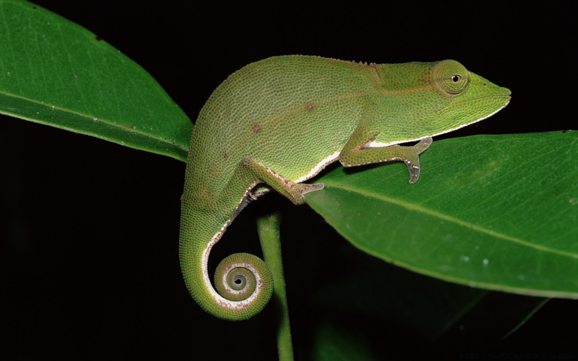 reptiles et grenouilles faune feuille unique nature forêt tropicale arbre gazoo couleur lézard animal