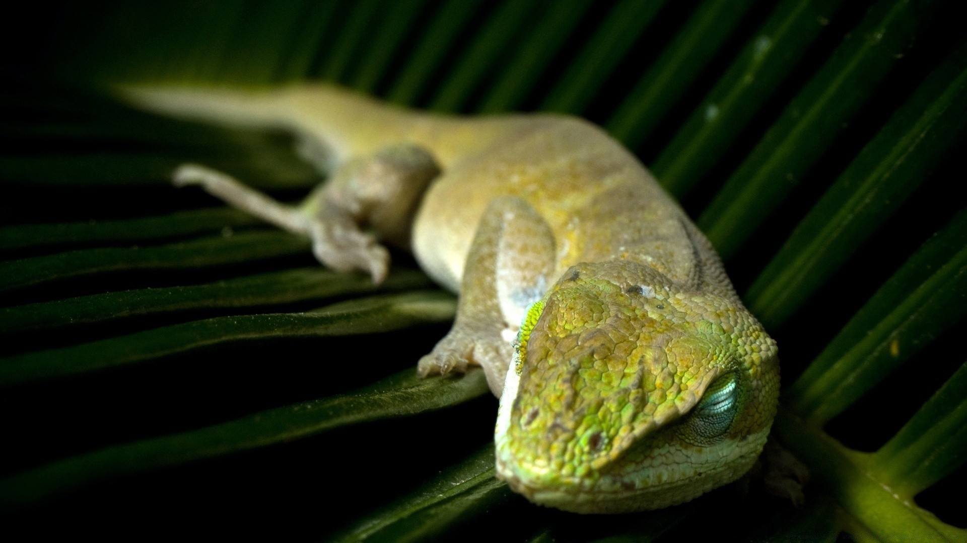 répteis e rãs lagarto tropical exótico natureza lagarto vida selvagem árvore animal floresta tropical biologia gekko couro animal de estimação desktop cor flora zoologia close-up palma